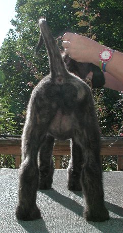 Pink-BlkMskSilver BrindleGirlR8wks.jpg - 40.13 K